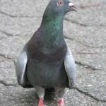 One-toed Pigeon