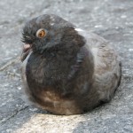 Angry Union Square Pigeon