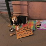 dog with cardboard sign asking for help