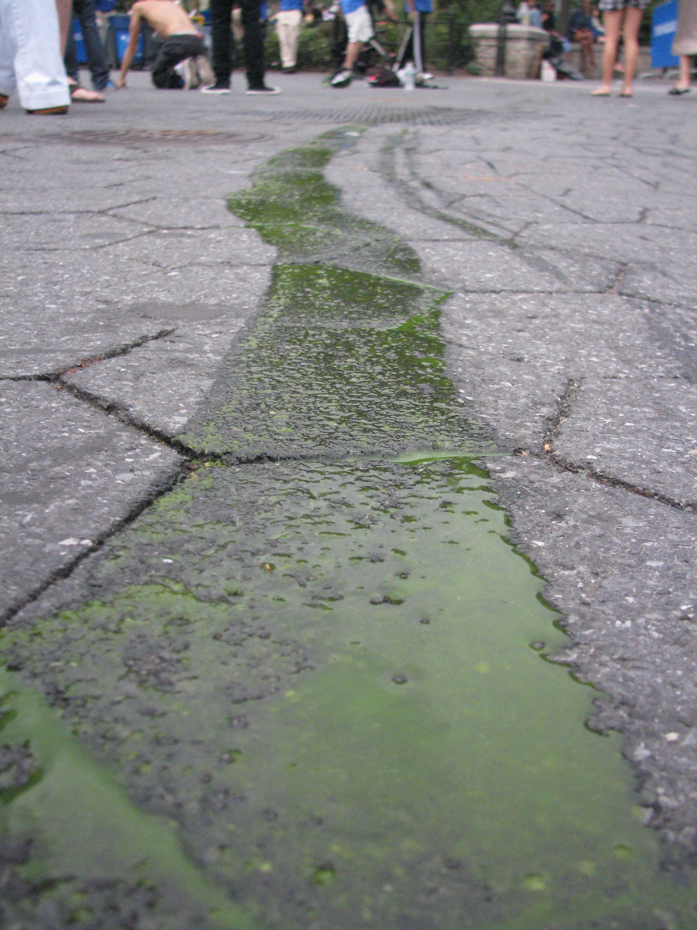 Trail of green slime left behind by garbage carried away