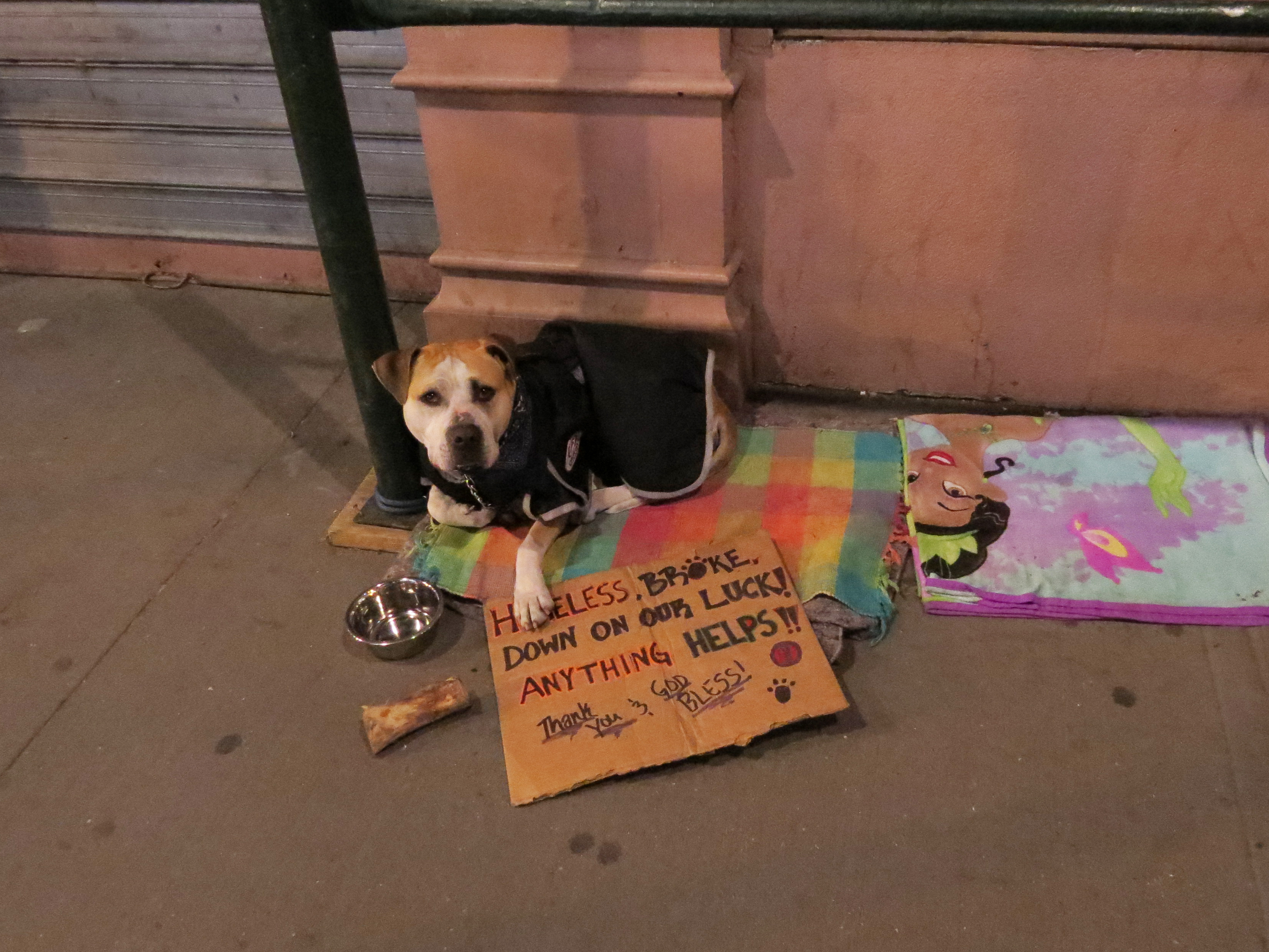 dog with cardboard sign asking for help